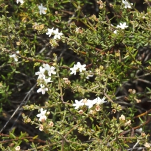 Westringia rigida at Mount Hope, NSW - suppressed