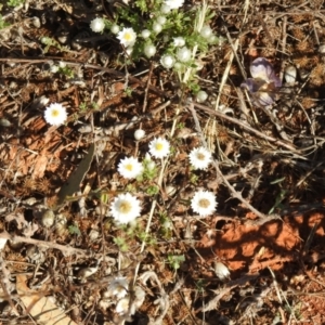 Rhodanthe floribunda at Irymple, NSW - 11 Dec 2021