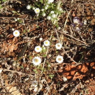 Rhodanthe floribunda (Common White Sunray) at Irymple, NSW - 11 Dec 2021 by Liam.m