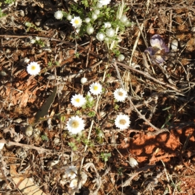 Rhodanthe floribunda (White Sunray) at Yathong Nature Reserve - 11 Dec 2021 by Liam.m