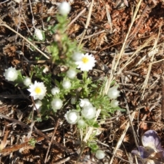 Rhodanthe floribunda at Irymple, NSW - suppressed