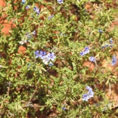 Halgania cyanea at Mount Hope, NSW - suppressed