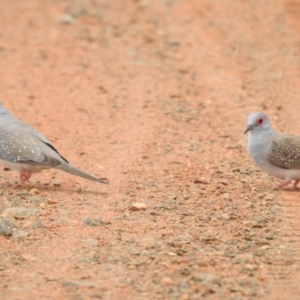 Geopelia cuneata at Euabalong, NSW - suppressed