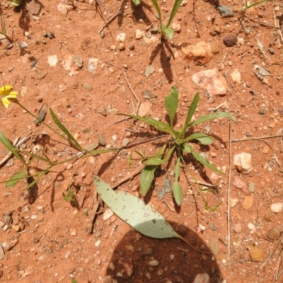 Goodenia fascicularis (Mallee Goodenia, Silky Goodenia) at Euabalong, NSW - 10 Dec 2021 by Liam.m