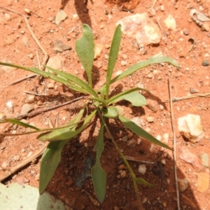 Goodenia fascicularis at Euabalong, NSW - suppressed