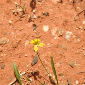 Goodenia fascicularis at Euabalong, NSW - suppressed