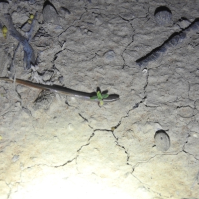 Unidentified Skink at Gundabooka National Parks - 13 Dec 2021 by Liam.m