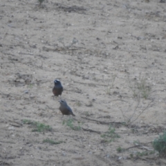 Artamus superciliosus (White-browed Woodswallow) at Gunderbooka, NSW - 13 Dec 2021 by Liam.m