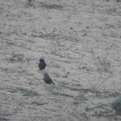 Artamus superciliosus (White-browed Woodswallow) at Gundabooka National Park - 13 Dec 2021 by Liam.m