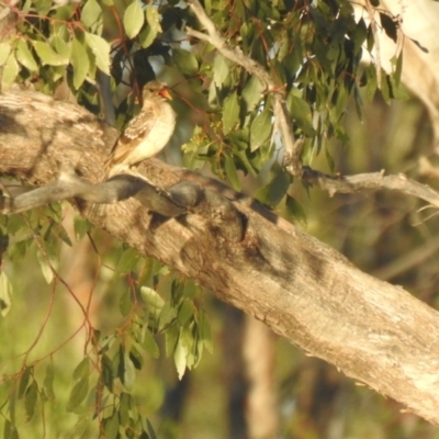 Chlamydera maculata (Spotted Bowerbird) at Gundabooka National Park - 13 Dec 2021 by Liam.m