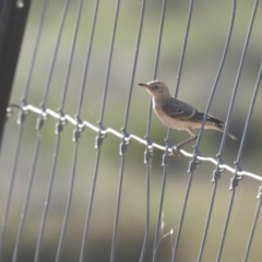 Epthianura tricolor (Crimson Chat) at Gundabooka National Parks - 13 Dec 2021 by Liam.m