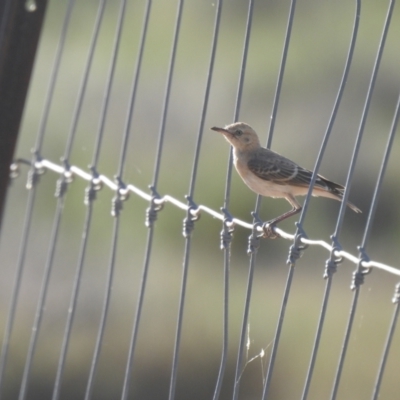 Epthianura tricolor (Crimson Chat) at Gunderbooka, NSW - 13 Dec 2021 by Liam.m