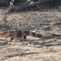 Varanus varius (Lace Monitor) at Gundabooka National Parks - 13 Dec 2021 by Liam.m