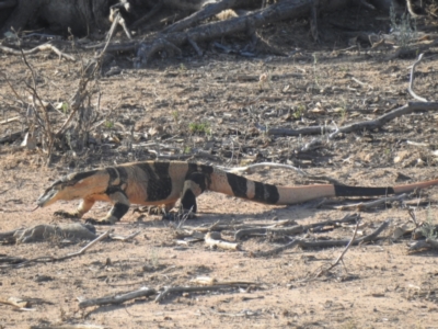 Varanus varius (Lace Monitor) at Gunderbooka, NSW - 13 Dec 2021 by Liam.m
