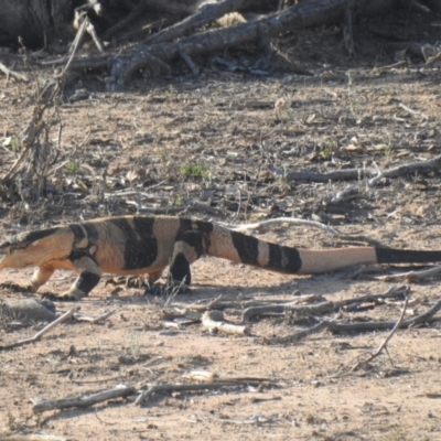 Varanus varius (Lace Monitor) at Gundabooka National Park - 13 Dec 2021 by Liam.m