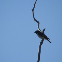 Melanodryas cucullata (Hooded Robin) at Gunderbooka, NSW - 13 Dec 2021 by Liam.m