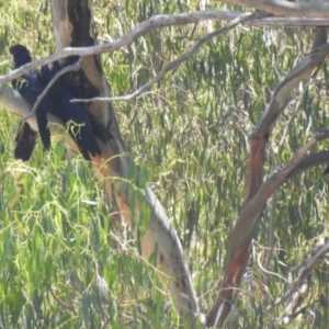 Calyptorhynchus banksii at Bourke, NSW - 13 Dec 2021