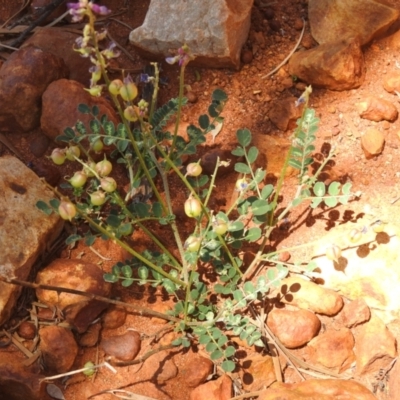 Swainsona microphylla (Small-leaved Swainson-Pea) at Gundabooka National Park - 13 Dec 2021 by Liam.m