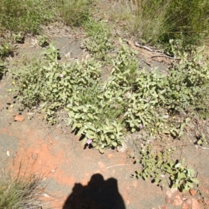 Hibiscus sturtii at Gunderbooka, NSW - suppressed