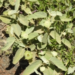 Hibiscus sturtii at Gunderbooka, NSW - suppressed