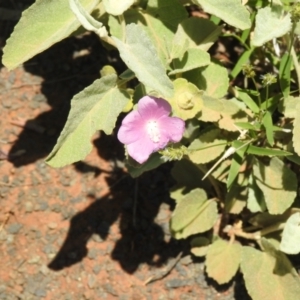 Hibiscus sturtii at Gunderbooka, NSW - suppressed