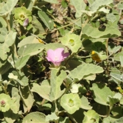 Hibiscus sturtii at Gunderbooka, NSW - suppressed