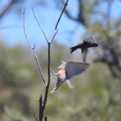 Artamus minor (Little Woodswallow) at Gunderbooka, NSW - 13 Dec 2021 by Liam.m