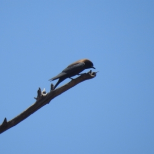 Artamus minor at Gunderbooka, NSW - 13 Dec 2021