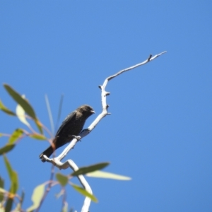 Artamus minor at Gunderbooka, NSW - suppressed