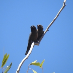 Artamus minor at Gunderbooka, NSW - 13 Dec 2021