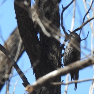 Climacteris affinis at Gunderbooka, NSW - suppressed