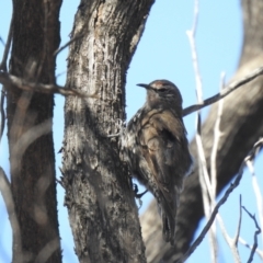 Climacteris affinis at Gunderbooka, NSW - suppressed