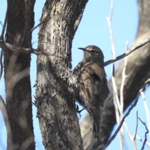 Climacteris affinis at Gunderbooka, NSW - 13 Dec 2021