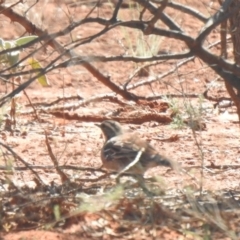 Cinclosoma castaneothorax (Chestnut-breasted Quail-thrush) at Gundabooka National Park - 12 Dec 2021 by Liam.m