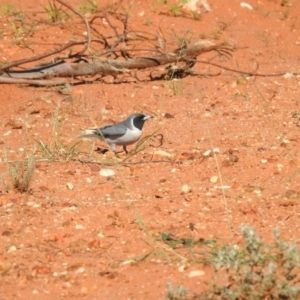 Artamus personatus at Gunderbooka, NSW - 13 Dec 2021