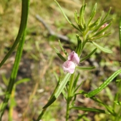 Misopates orontium (Lesser Snapdragon) at Carwoola, NSW - 14 Dec 2021 by Liam.m