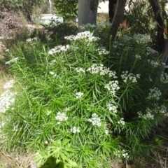 Cassinia longifolia (Shiny Cassinia, Cauliflower Bush) at Carwoola, NSW - 15 Dec 2021 by Liam.m