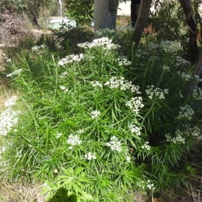 Cassinia longifolia (Shiny Cassinia, Cauliflower Bush) at Carwoola, NSW - 15 Dec 2021 by Liam.m