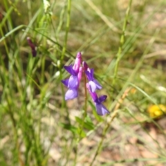 Vicia villosa (Russian Vetch) at Carwoola, NSW - 15 Dec 2021 by Liam.m