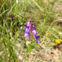 Vicia villosa (Russian Vetch) at Carwoola, NSW - 14 Dec 2021 by Liam.m