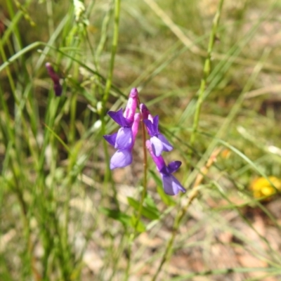 Vicia villosa (Russian Vetch) at Carwoola, NSW - 14 Dec 2021 by Liam.m