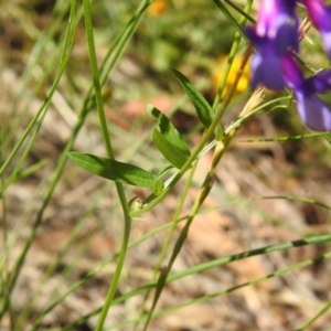 Vicia villosa at Carwoola, NSW - 15 Dec 2021