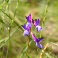 Vicia villosa at Carwoola, NSW - suppressed