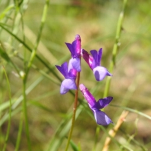 Vicia villosa at Carwoola, NSW - suppressed