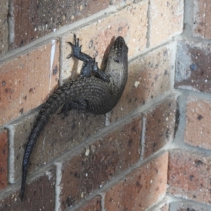 Egernia cunninghami at Carwoola, NSW - suppressed