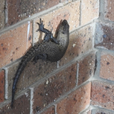 Egernia cunninghami (Cunningham's Skink) at Carwoola, NSW - 14 Dec 2021 by Liam.m