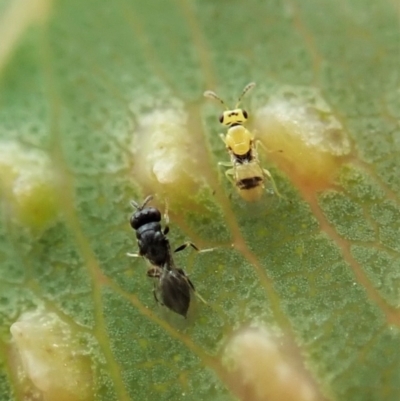 Unidentified Parasitic wasp (numerous families) at Cook, ACT - 4 Dec 2021 by CathB