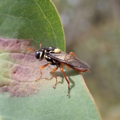 Perginae sp. (subfamily) (Unidentified pergine sawfly) at Mount Painter - 6 Dec 2021 by CathB