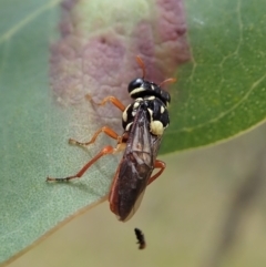 Perginae sp. (subfamily) at Cook, ACT - 6 Dec 2021 11:07 AM