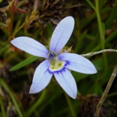 Isotoma fluviatilis subsp. australis (Swamp Isotome) at Throsby, ACT - 14 Dec 2021 by JohnBundock